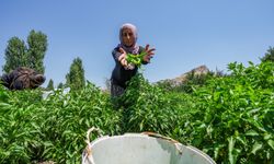 Tescilli Çermik biberi, gurbetçiler için Avrupa yolcusu